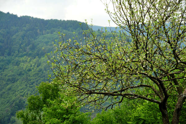 Boz Canidi Val d'Arc