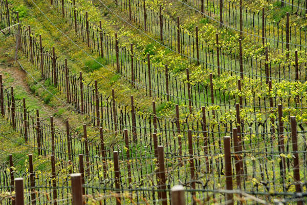 Eremo San Donato Villaga Pozzolo Scudellette Barbarano