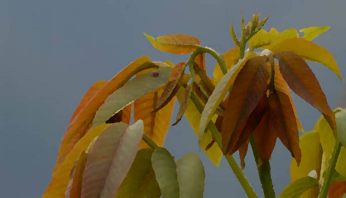 natura
