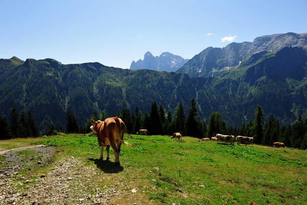 Gares agriturismo Malga Stia a Canale d'Agordo, Dolomiti Bellunesi Pale di San Martino valle di Gares