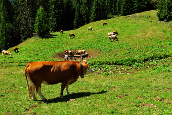 Gares agriturismo Malga Stia a Canale d'Agordo, Dolomiti Bellunesi Pale di San Martino valle di Gares
