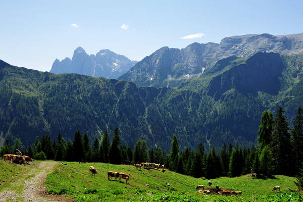 Gares agriturismo Malga Stia a Canale d'Agordo, Dolomiti Bellunesi Pale di San Martino valle di Gares
