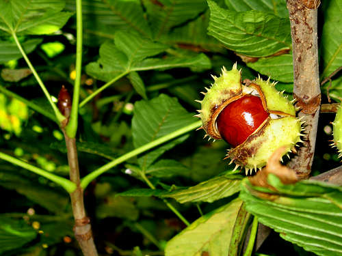 Folgaria - altopiano folgaretano
