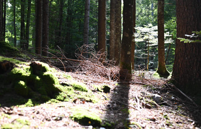 monte Lemerle a Cesuna di Roana