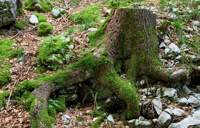 monte Lemerle a Cesuna di Roana