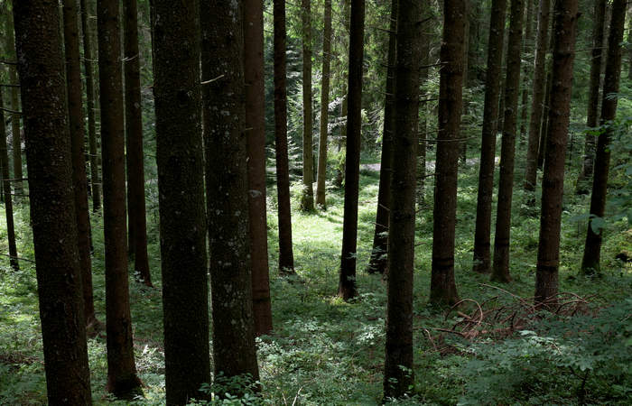 monte Lemerle a Cesuna di Roana