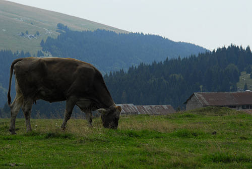 LOngara alle Melette di Gallio - Altopiano di Asiago