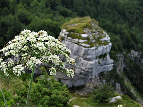 Altar Knotto Rotzo - Altopiano Asiago 7 Comuni