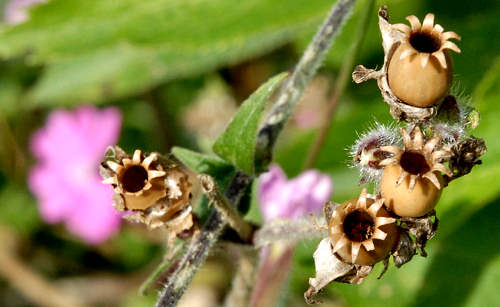 Monte Corno - Lusiana