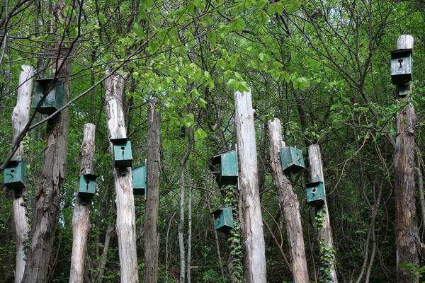 Parco del Sojo a Covolo di Lusiana, di Diego Morlin