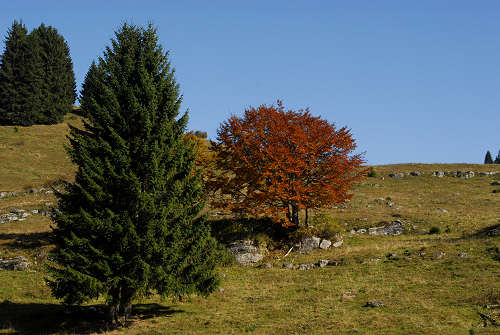 Valmaron, Marcesina - Enego 2000