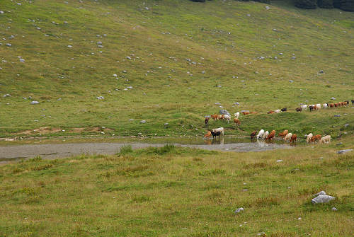 Piana di Marcesina, Enego, Altipiano di Asiago Sette Comuni