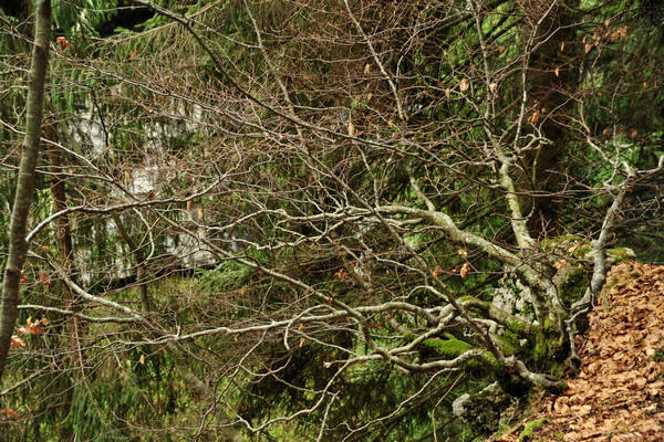 Voragine Stonhaus a Roana monte Erio