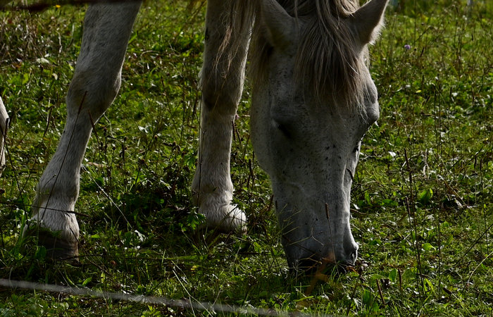 Sito archeologico del Bostel a Castelletto di Rotzo, Altopiano di Asiago Sette Comuni