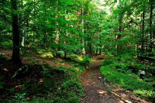 Sentiero storico-ambientale dal cimitero dei Crosati al monte Cimone di Tonezza