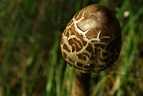 Excalibur, Valle dei Ciliegi, Tonezza del Cimone