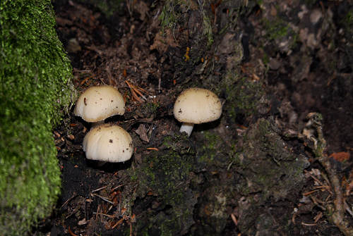 Excalibur, Valle dei Ciliegi, Tonezza del Cimone