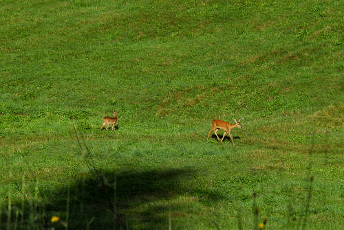 Excalibur, Valle dei Ciliegi, Tonezza del Cimone