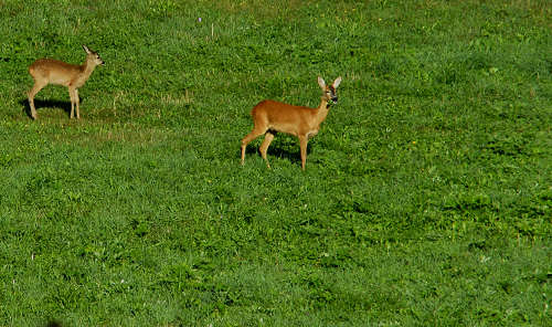 Excalibur, Valle dei Ciliegi, Tonezza del Cimone