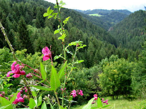 Graffiti della Val d'Assa - Roana - Altopiano di Asiago