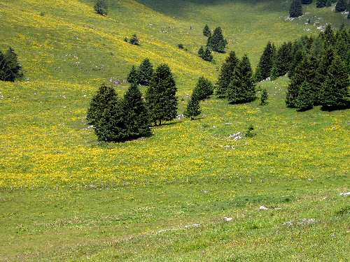 Cima Larici - Malga Porta Manazzo