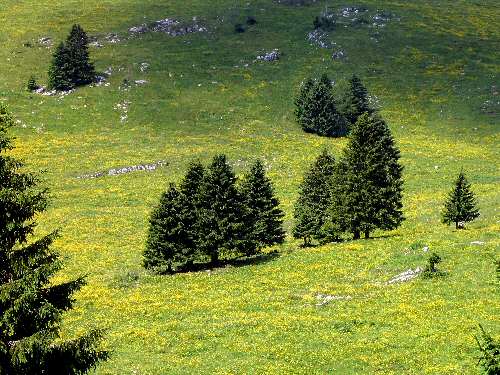 Cima Larici - Malga Porta Manazzo