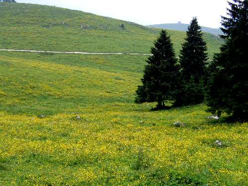 Cima Larici - Malga Porta Manazzo