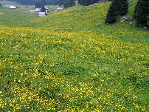 Cima Larici - Malga Porta Manazzo