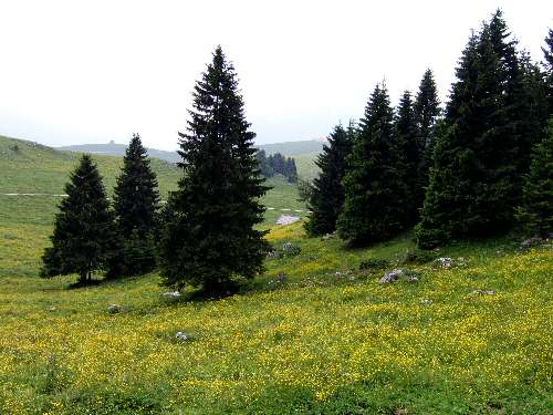Cima Larici - Malga Porta Manazzo
