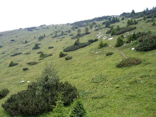 Cima Larici - Malga Porta Manazzo