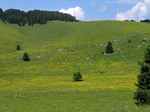 Cima Larici - Malga Porta Manazzo
