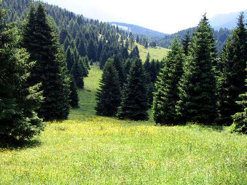 Cima Larici - Malga Porta Manazzo
