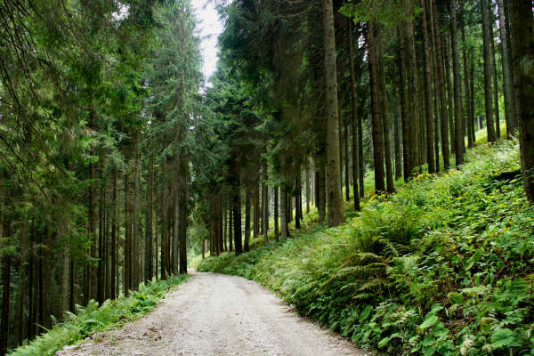 mtb Enego Valbrutta Marcesina Lisser