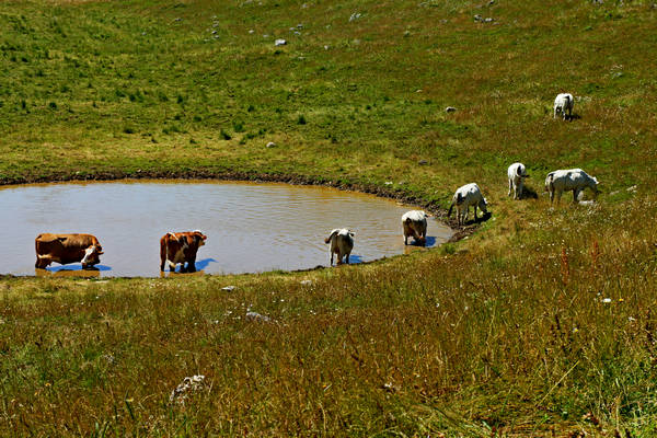 Asiago, strada delle Malghe, 