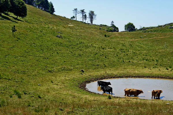 Asiago, strada delle Malghe, 