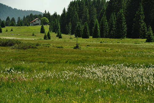 torbiera di Marcesina