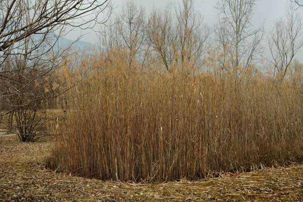 Oasi San Daniele a Liedolo, Parco Ezzelini San Zenone degli Ezzelini