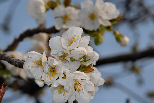 Marostica la cittè dei ciliegi