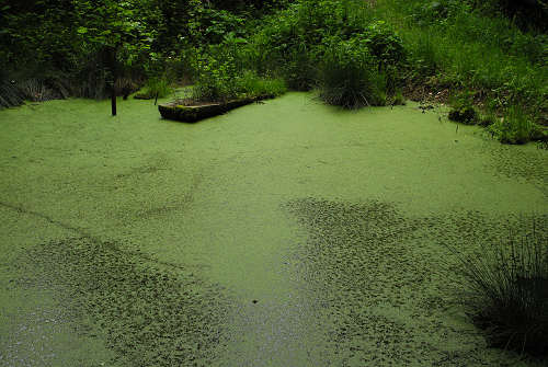 sentiero natura San Gervasio - Colderù di Lentiai - Valbelluna