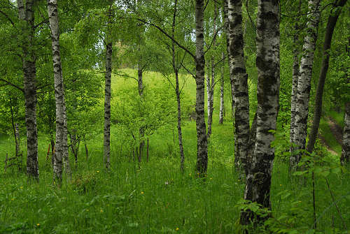 sentiero natura San Gervasio - Colderù di Lentiai - Valbelluna