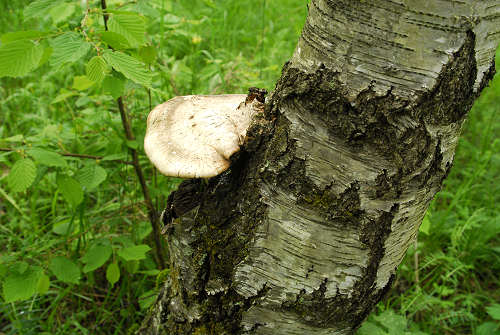 sentiero natura San Gervasio - Colderù di Lentiai - Valbelluna