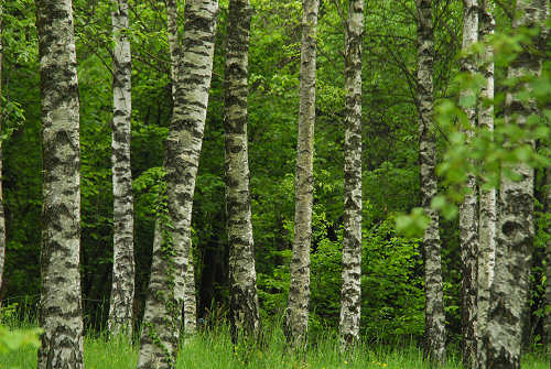 sentiero natura San Gervasio - Colderù di Lentiai - Valbelluna