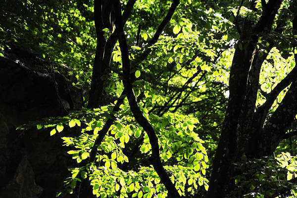 Boz Canidi Val d'Arc