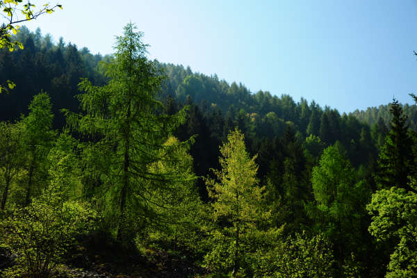 anello nordic walking Nevegal al Col Visentin Faverghera, Belluno