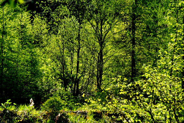 anello nordic walking Nevegal al Col Visentin Faverghera, Belluno