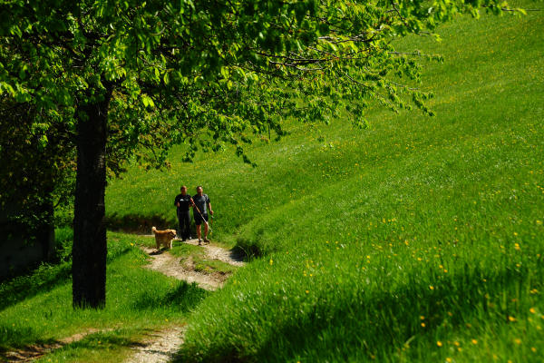 anello nordic walking Nevegal al Col Visentin Faverghera, Belluno