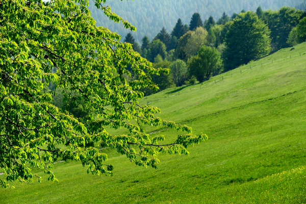 anello nordic walking Nevegal al Col Visentin Faverghera, Belluno