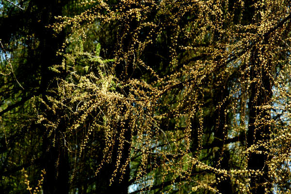anello nordic walking Nevegal al Col Visentin Faverghera, Belluno