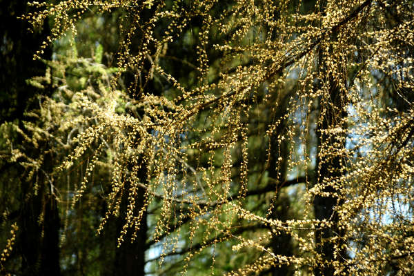 anello nordic walking Nevegal al Col Visentin Faverghera, Belluno