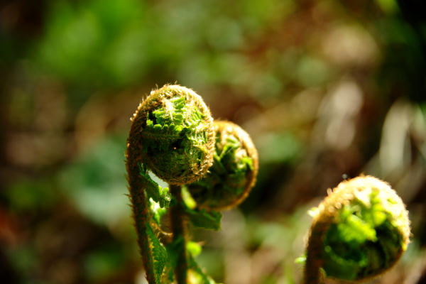 anello nordic walking Nevegal al Col Visentin Faverghera, Belluno